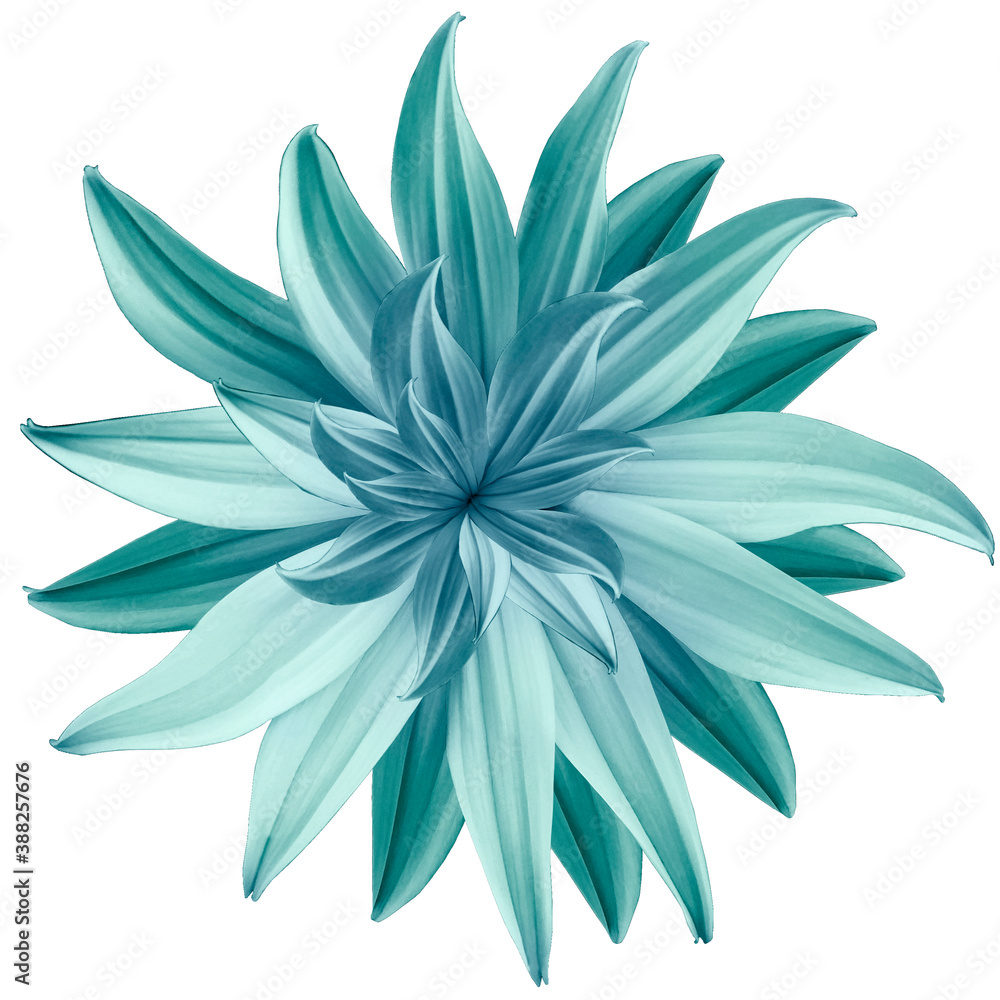 turquoise flower lotus on white isolated background with clipping path. Closeup. no shadows. For design. Nature. turquoise flower lotus on white isolated background with clipping path. Closeup. no shadows. For design. Nature.