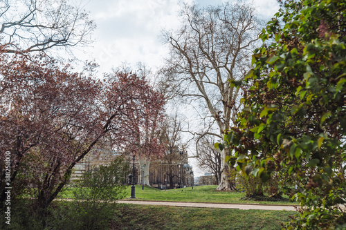 blossom trees