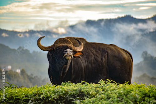 Adult Indian Gaur - Enjoying his evening surround by the mist from the heaven. The most common animal in Nilgiris and the popular animal which interacts with humans. photo