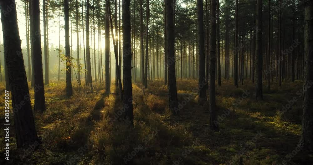Sunny forest tree silhouettes in foggy summer morning at sunrise Sunny forest tree silhouettes in foggy summer morning at sunrise