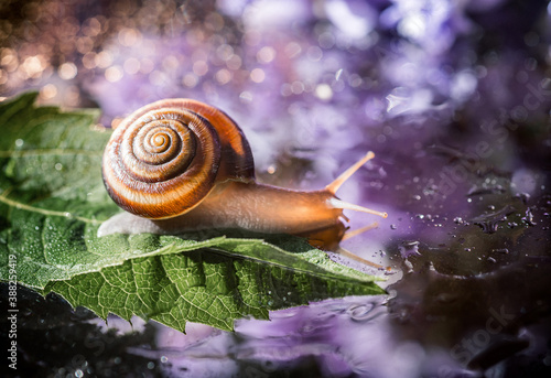 brown snail on a green leaf against a background of shiny bright bokeh. a closeup of a brown snail crawling over a green leaf. brown snail on a background of shiny drops