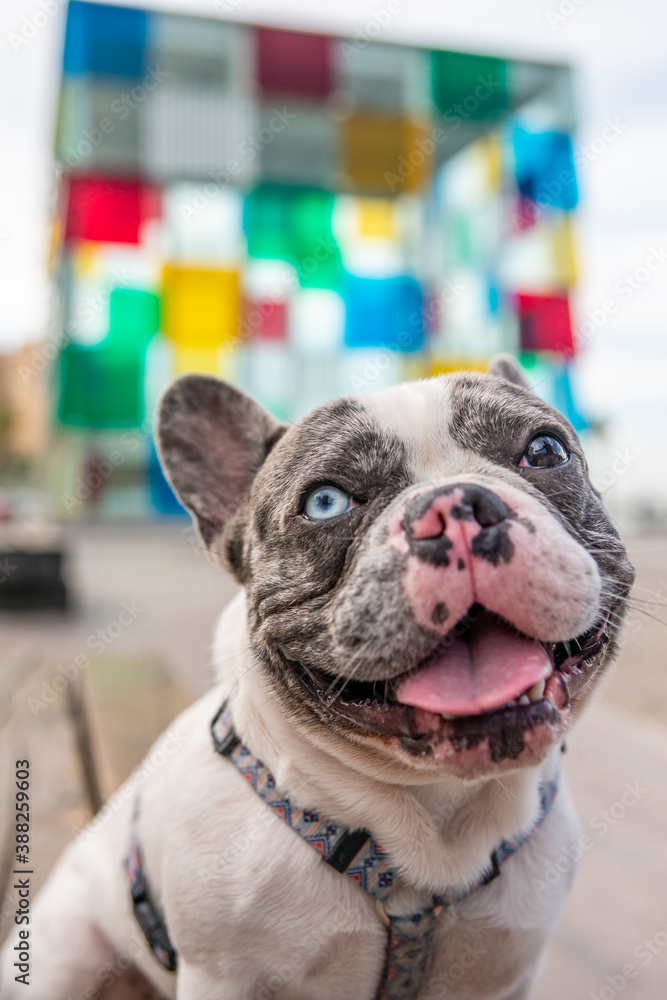 The colors of life of a French bulldog in a wonderful city where you are given a ride with your dog leash.