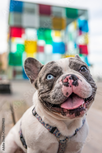 Fototapeta Naklejka Na Ścianę i Meble -  The colors of life of a French bulldog in a wonderful city where you are given a ride with your dog leash.