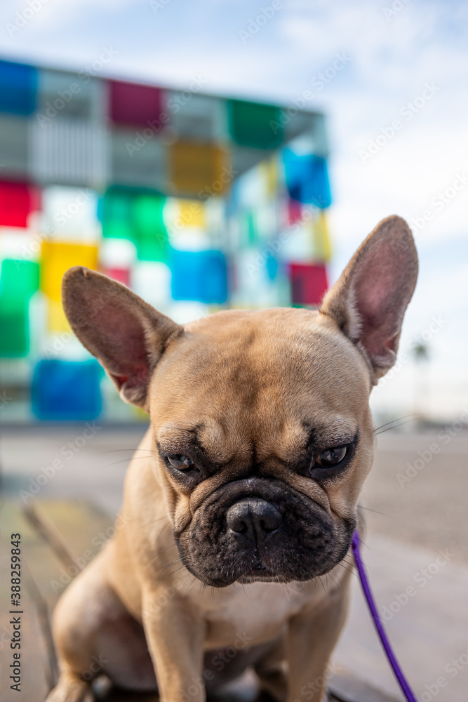 This dog is very photogenic walking through the streets of her city, the colors of the street remain. is a model.