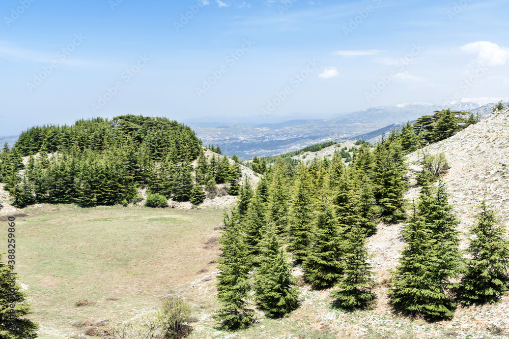 Cedars of mount Lebanon, Shouf biosphere reserve cedar forest, Barouk