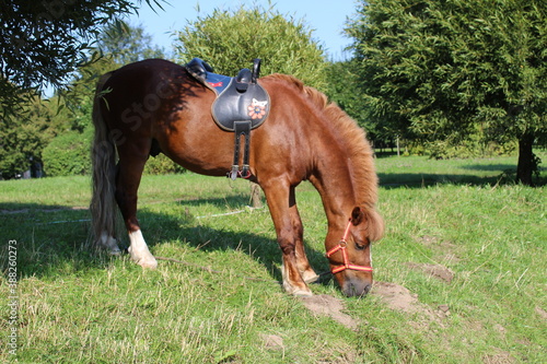 red brown horse in harness horse eating green grass on a Sunny day against the background of green bushes