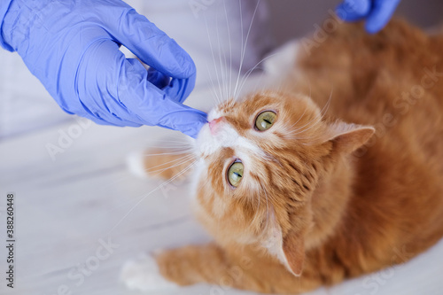 Cute ginger cat getting a pill from veterinarians hand in gloves and cat bites finger of vet