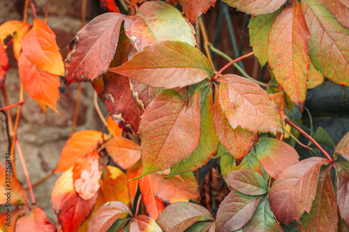 Group of autumn leaves. Fall, seasonal background