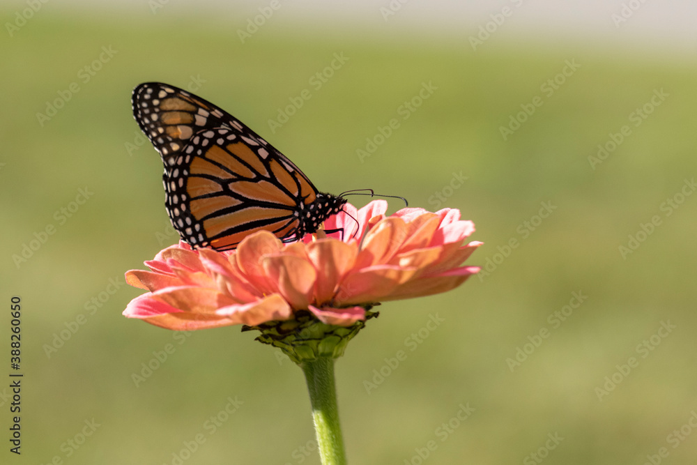 Late Season Monarch Butterfly on Colorful Flower Bloom Late Season Monarch Butterfly on Colorful Flower Bloom