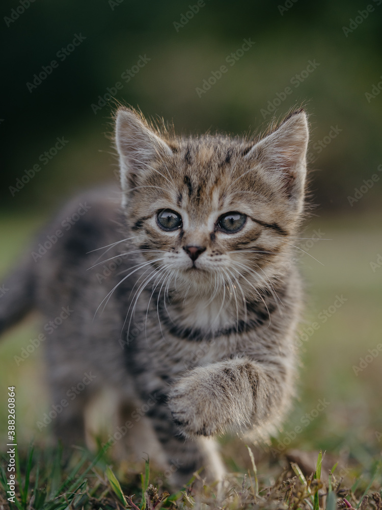 kitten on grass, young cat portrait
