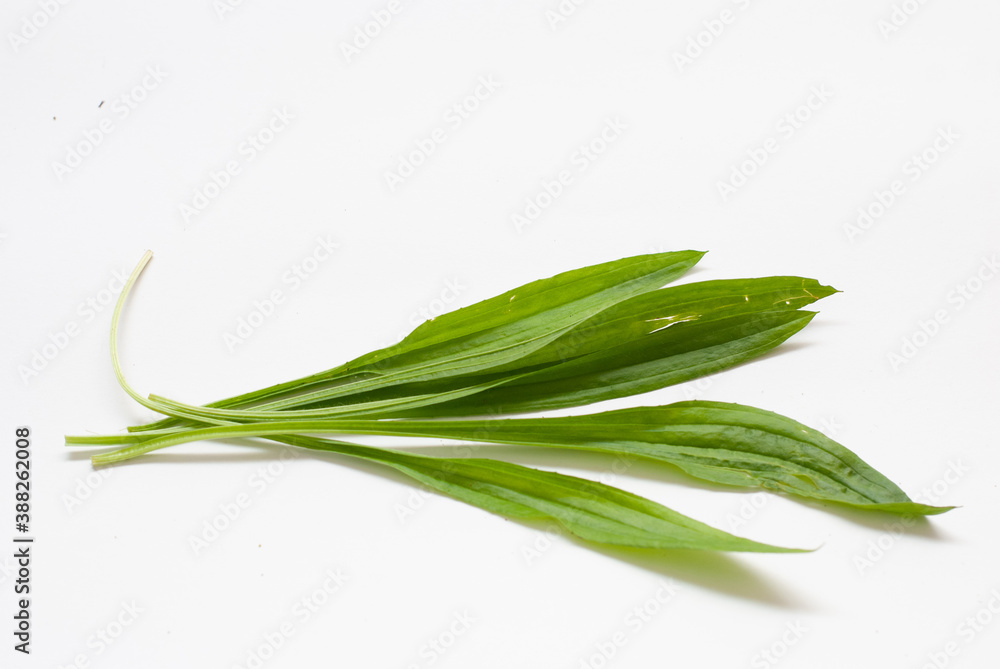 Fototapeta premium Ribwort Plantain