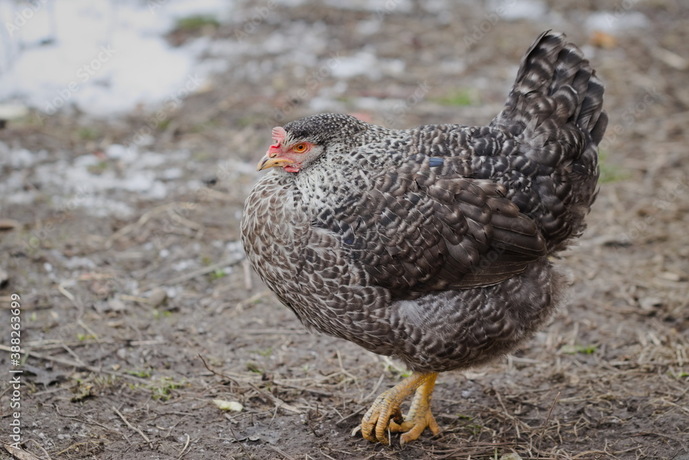 Speckled chicken in the farm yard.