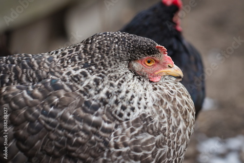 Speckled hen in the chicken coop.