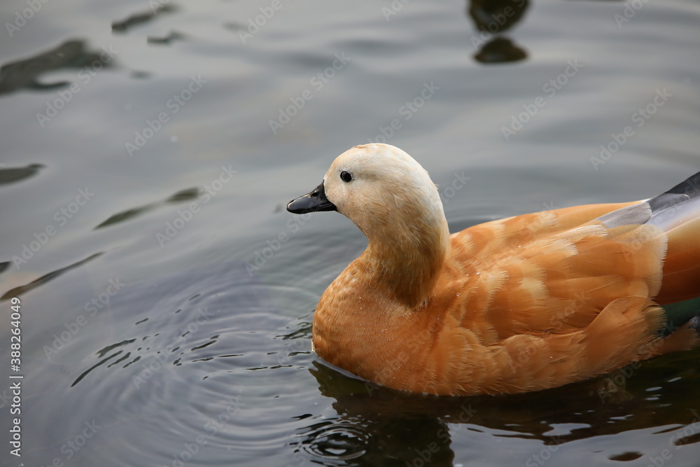 Orange duck in profile on dark lake water.Waterfowl close-up.An elegant red bird with a white head and bright plumage.Beautiful animals in the wild Orange duck in profile on dark lake water.Waterfowl close-up.An elegant red bird with a white head and bright plumage.Beautiful animals in the wild