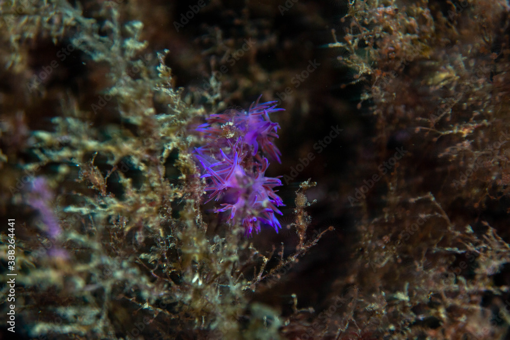 Fototapeta premium flabellina affinis