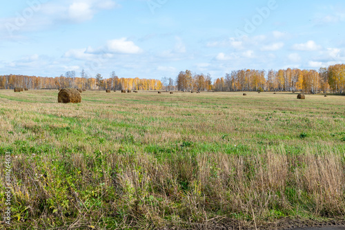 autumn landscape with trees yellow nature
