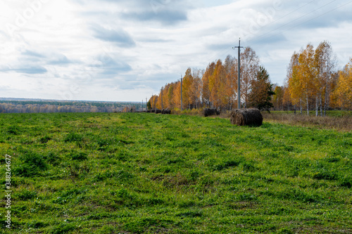 autumn landscape with trees yellow nature