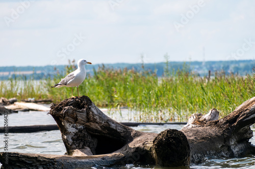 water, sea, beach, nature, tree, sky, lake,