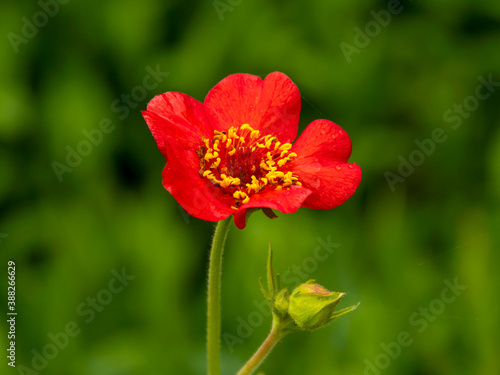 Closeup of a pretty little red Geum Feuerball flower and bud in a garden