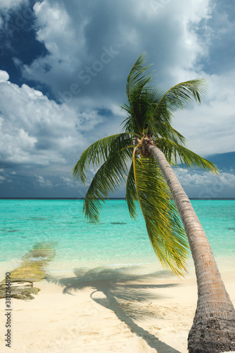 Fototapeta Naklejka Na Ścianę i Meble -  palm tree on a beautiful beach