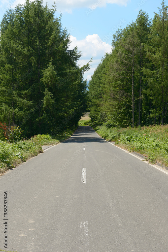 Fototapeta premium 一本道