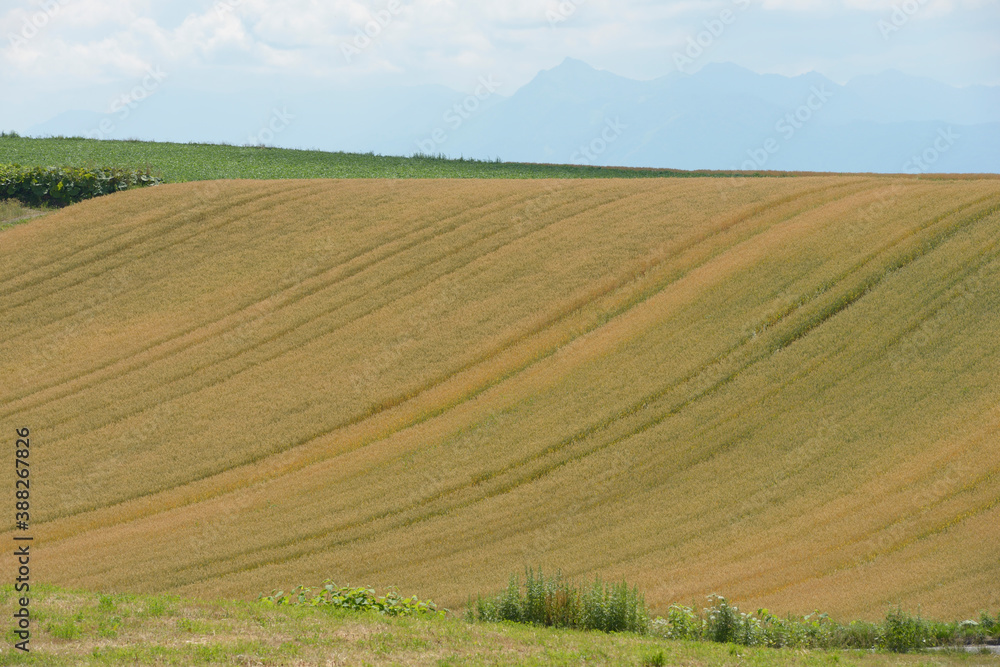 美瑛の丘の小麦畑