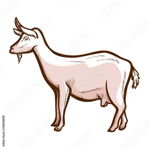 Goat  wether hand drawn icon. Domestic animal  mammal. Dairy farm  cheese production. Livestock.