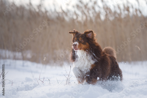 Dog in the winter in nature. Active australian shepherd running on the snow