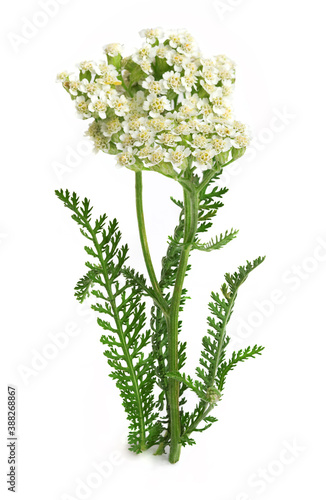 Yarrow (Achillea millefolium) on a white background photo