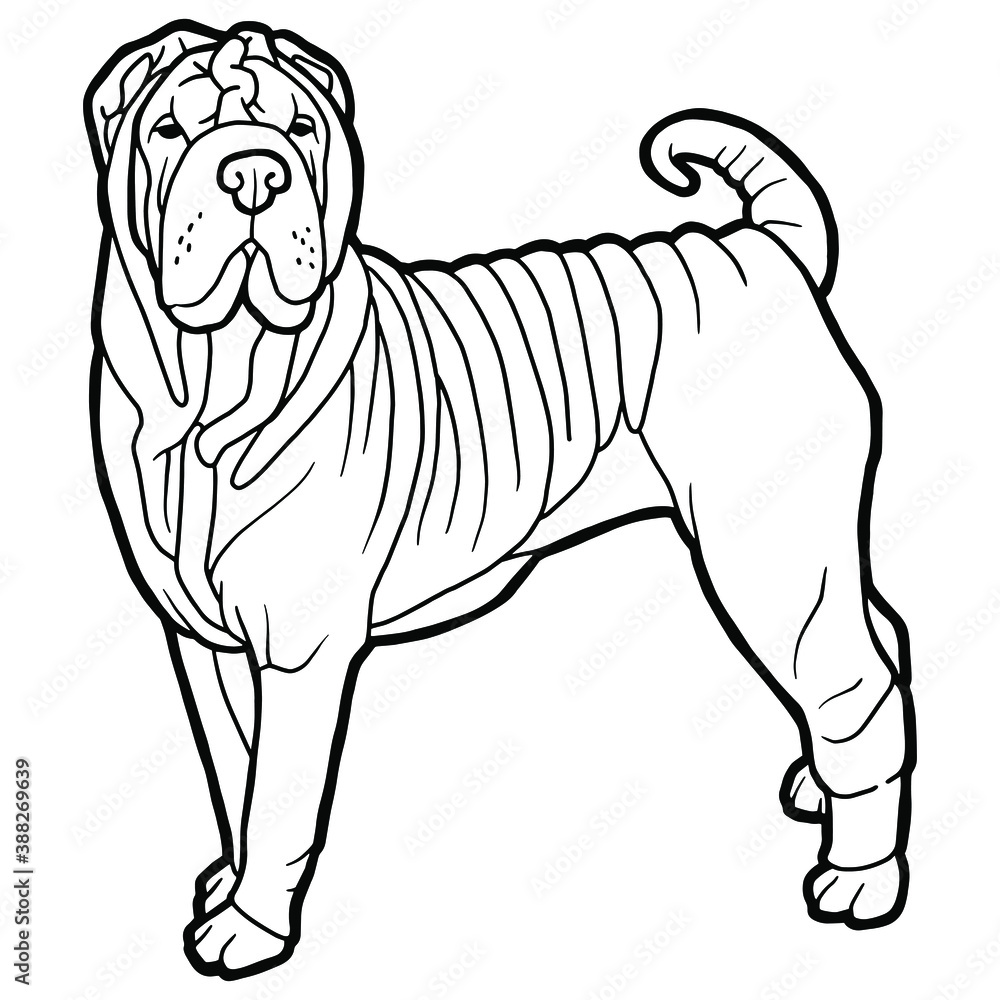 Vector illustration. Hand drawing art. Shar Pei dog. Lineart. Contour image of a dog. Coloring page.
