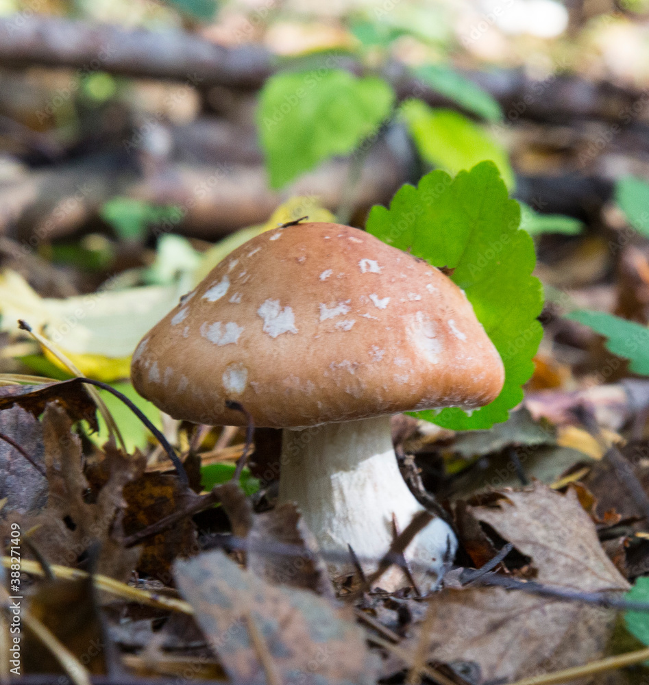 Amanita regalis, also known as the royal fly agaric or the king of Sweden Amanita, the autumn forest Amanita regalis, also known as the royal fly agaric or the king of Sweden Amanita, the autumn forest
