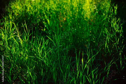 Scenic nature background with vivid green grass close-up. Green grassland in sunny day with copy space. Beautiful bright grass on sunshine meadow in full frame. Morning nature backdrop in sunlight.