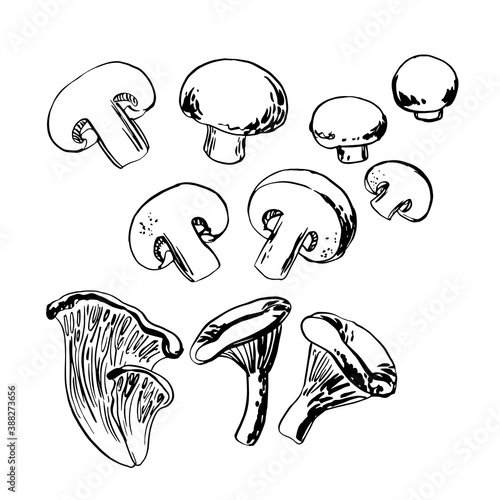 Sketch of food vegetables by line and watercolor. Edible mushrooms, champignons, chanterelles