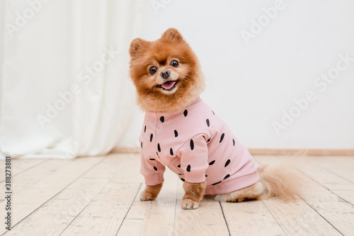Dog in fashionable clothes. Dressed dog. Dog clothes. Pet Supplies