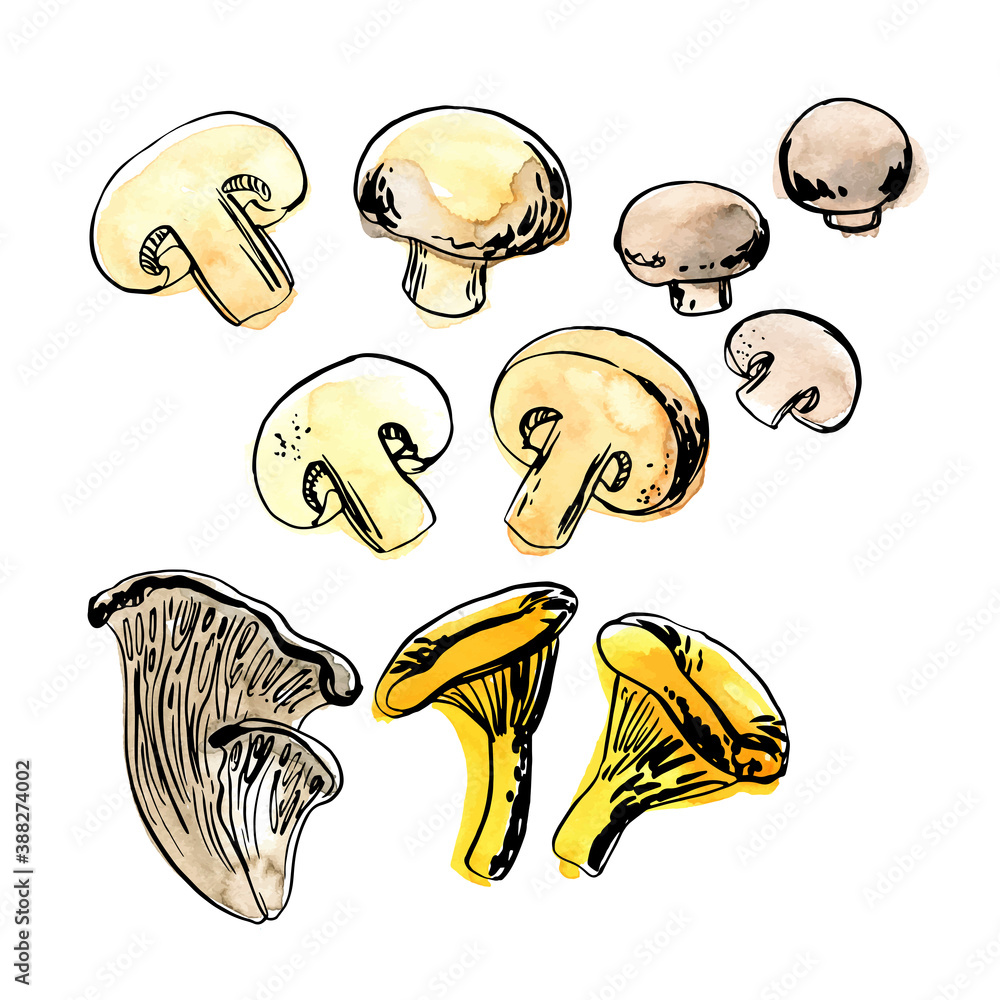Sketch of food vegetables by line and watercolor. Edible mushrooms, champignons, chanterelles