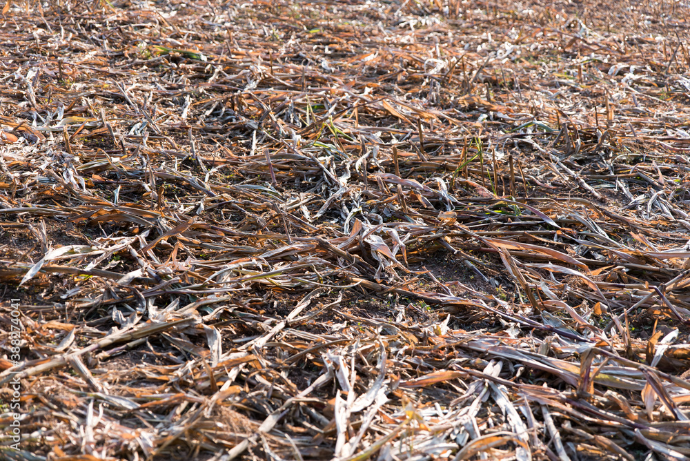 harvested empty corn field in autumn harvested empty corn field in autumn