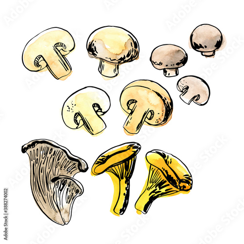 Sketch of food vegetables by line and watercolor. Edible mushrooms, champignons, chanterelles