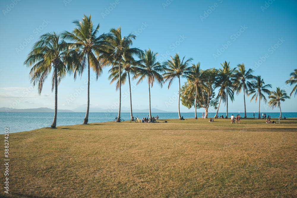 Fototapeta premium palm trees on the beach