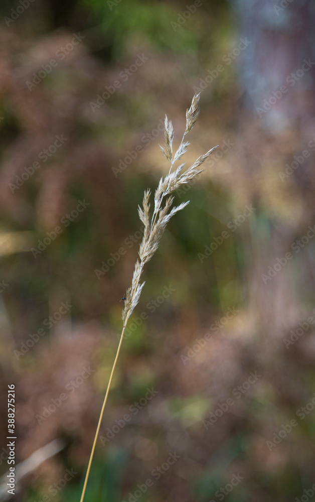 autumn. Selective soft focus of beach dry grass, reeds, stalks blowing in the wind at golden sunset light, horizontal, blurred sea on background, copy space Nature, summer, grass concept autumn. Selective soft focus of beach dry grass, reeds, stalks blowing in the wind at golden sunset light, horizontal, blurred sea on background, copy space Nature, summer, grass concept