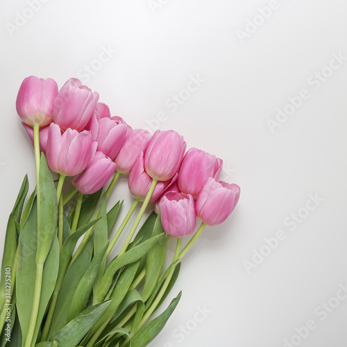 Fototapeta Naklejka Na Ścianę i Meble -  group of pink tulips on a white background