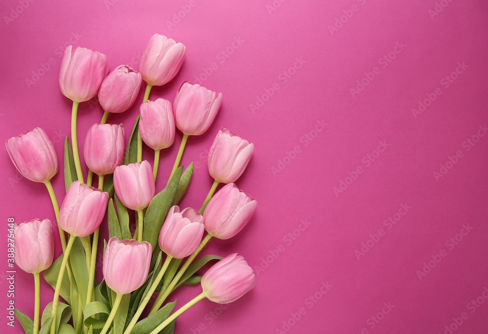 group of pink tulips on a pink background