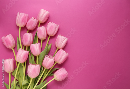 Fototapeta Naklejka Na Ścianę i Meble -  group of pink tulips on a pink background