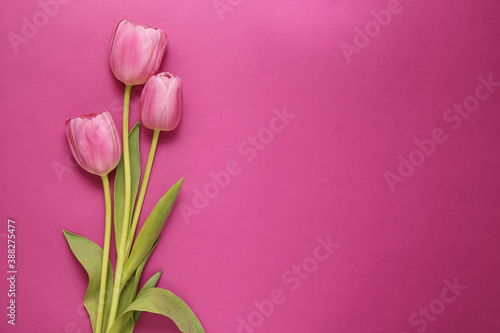 Fototapeta Naklejka Na Ścianę i Meble -  three pink tulips on a pink background