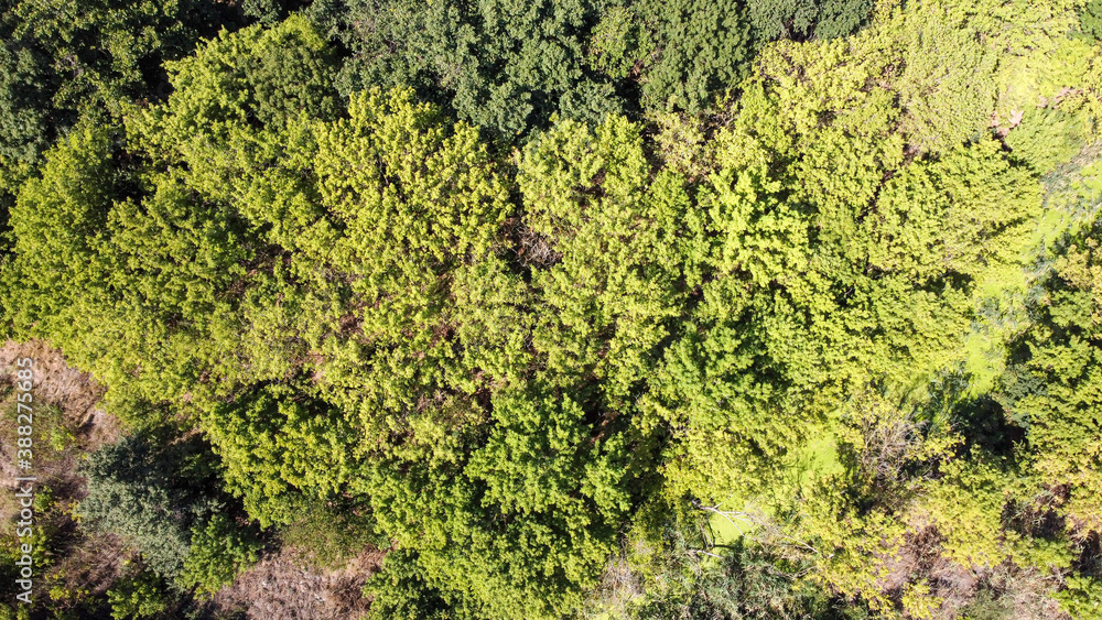 Obraz premium Bird's eye view of the green forest. Natural background