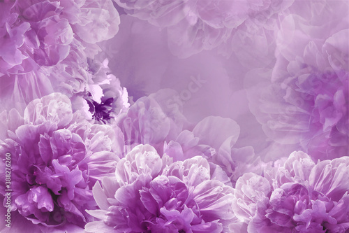 purple peonies  flowers.  Floral background.   Greeting  card.  Nature.