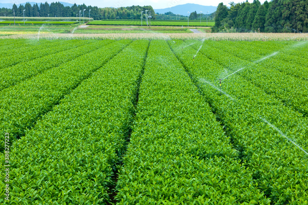 茶畑 茶畑