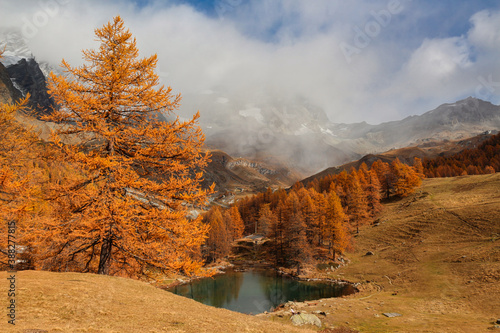 Autumn in Aosta Valley Alps Italy.Yellow-brown pines.Around Blue lake and Matterhorn.