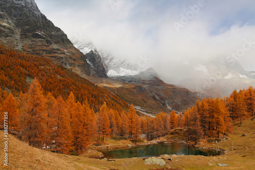 Autumn in Aosta Valley,Alps Italy.Yellow-brown pines.Around Blue lake and Matterhorn.