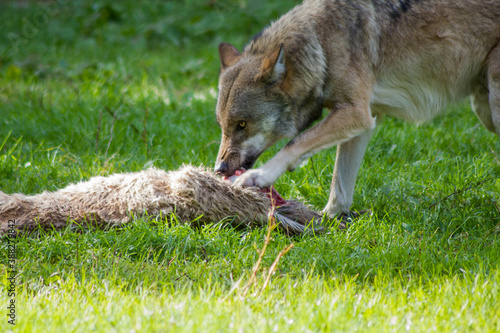 Jagender Wolf