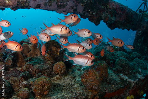 Blackbar Soldierfish hide on wreck on the reefs off St Martin  Dutch Caribbean